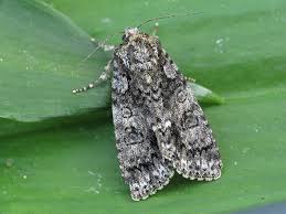 Attēlu rezultāti vaicājumam “Acronicta rumicis larva”