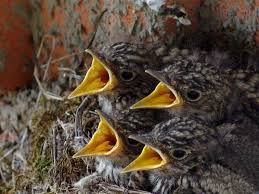 Attēlu rezultāti vaicājumam “Muscicapa striata nest”