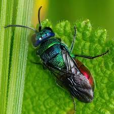 Attēlu rezultāti vaicājumam “Chrysididae”