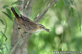 Image result for Locustella certhiola