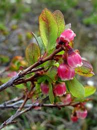 Attēlu rezultāti vaicājumam “Vaccinium uliginosum bud”