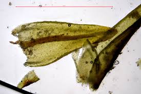 Attēlu rezultāti vaicājumam “Didymodon tophaceus”