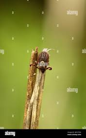 Attēlu rezultāti vaicājumam “Dermacentor reticulatus female”