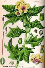 Image result for bilsenkraut