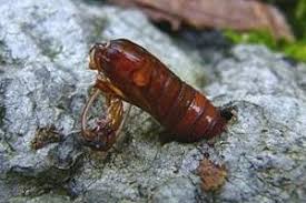 Attēlu rezultāti vaicājumam “Scardia boletella”