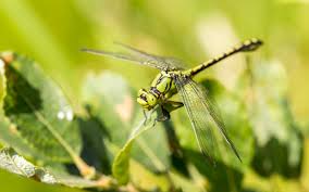 Attēlu rezultāti vaicājumam “Ophiogomphus cecilia”
