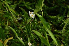 Attēlu rezultāti vaicājumam “Alismataceae”