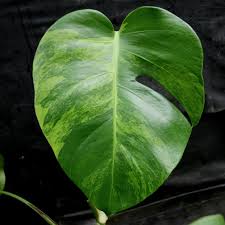 Attēlu rezultāti vaicājumam “Arenaria procera leaf”