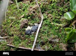 Attēlu rezultāti vaicājumam “Fossombronia foveolata”