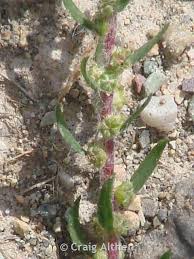 Attēlu rezultāti vaicājumam “Comatricha meandrispora stalked”