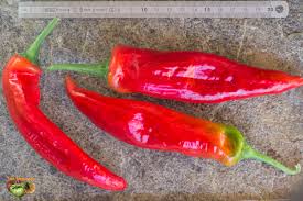 Afbeeldingsresultaat voor numex sandia hot pepper