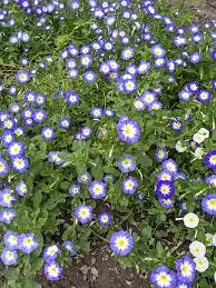 Image result for Convolvulus tricolor