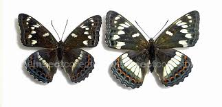 Attēlu rezultāti vaicājumam “Limenitis populi”