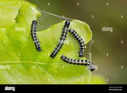 Attēlu rezultāti vaicājumam “Orthosia miniosa larva”