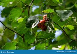 Attēlu rezultāti vaicājumam “Crataegus submollis fruit”