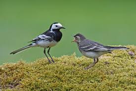 Attēlu rezultāti vaicājumam “Motacilla alba nest”