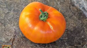 Afbeeldingsresultaat voor stump of the world tomato