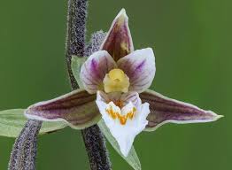 Attēlu rezultāti vaicājumam “Epipactis palustris flower”