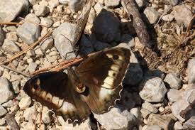 Attēlu rezultāti vaicājumam “Hipparchia alcyone underside”