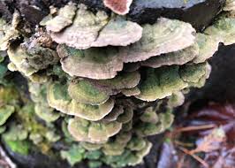 Attēlu rezultāti vaicājumam “Trichaptum abietinum”