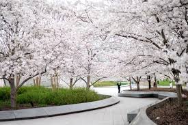 Image result for "cherry blossom" washington