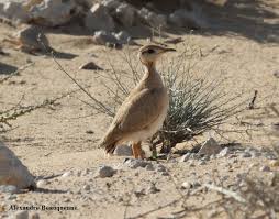 Image result for Cursorius cursor