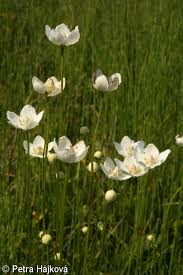 Attēlu rezultāti vaicājumam “Parnassia palustris bud”