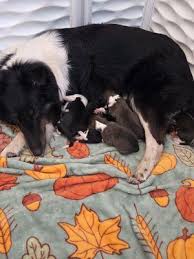 “4535140316”的图片搜索结果