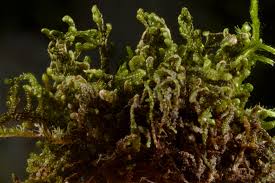Attēlu rezultāti vaicājumam “Frullania fragilifolia”