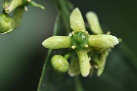 Attēlu rezultāti vaicājumam “Euonymus europaeus flower”