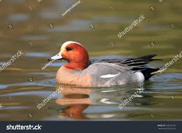 Attēlu rezultāti vaicājumam “Anas penelope”