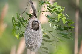 Attēlu rezultāti vaicājumam “Remiz pendulinus nest”