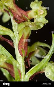 Attēlu rezultāti vaicājumam “Corallorhiza trifida flower”
