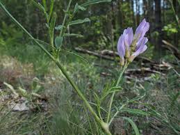 Attēlu rezultāti vaicājumam “Astragalus arenarius flower”
