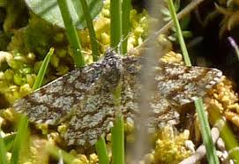 Attēlu rezultāti vaicājumam “Ematurga atomaria”