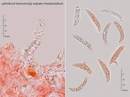 Attēlu rezultāti vaicājumam “Eocronartium muscicola”