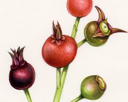 Attēlu rezultāti vaicājumam “Amelanchier spicata fruit”