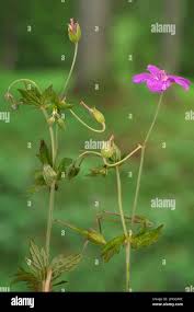 Attēlu rezultāti vaicājumam “Geranium palustre flower”