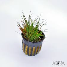 Attēlu rezultāti vaicājumam “Eleocharis acicularis”