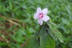 Attēlu rezultāti vaicājumam “Reticularia lobata young”