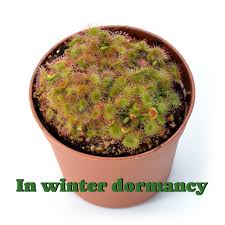 Attēlu rezultāti vaicājumam “Drosera rotundifolia”