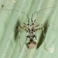 Attēlu rezultāti vaicājumam “Phytocoris tiliae imago”