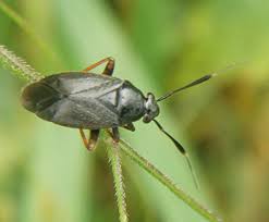 Attēlu rezultāti vaicājumam “Capsus ater”