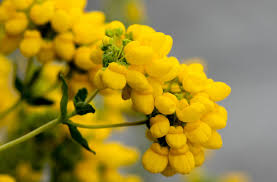 Image result for Calceolaria integrifolia