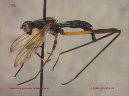 Attēlu rezultāti vaicājumam “Micropezidae”