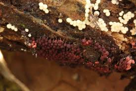 Attēlu rezultāti vaicājumam “Arcyria affinis spores”