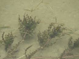 Attēlu rezultāti vaicājumam “Najas major leaf”