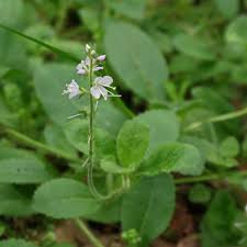 Image result for Veronica officinalis