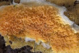 Attēlu rezultāti vaicājumam “Leucogyrophana mollusca”