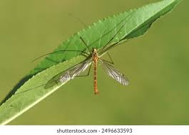 Attēlu rezultāti vaicājumam “Tipulidae male”